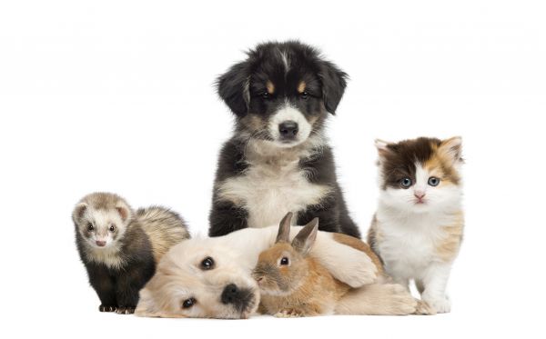 Franklin Pets
