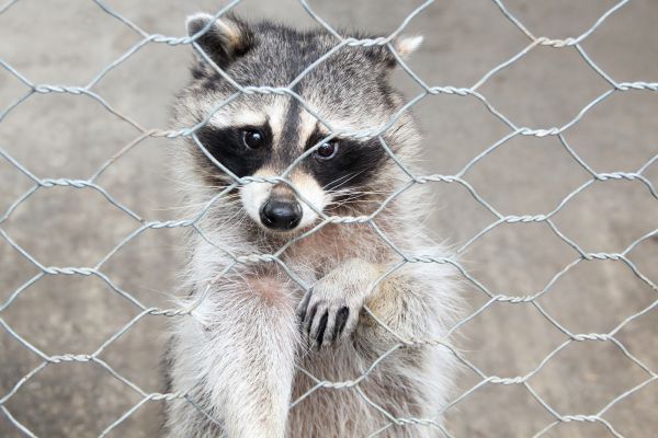 Franklin Wildlife Removal