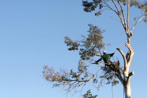 Franklin Tree Trimming