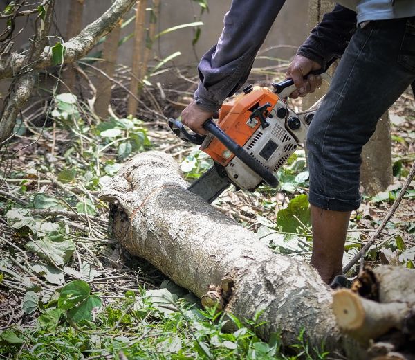 Franklin Tree Removal
